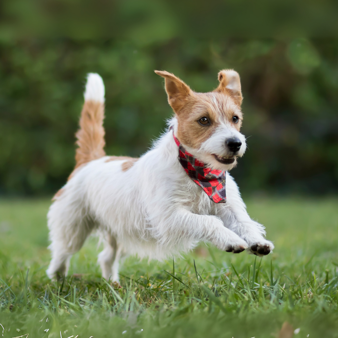 Natural Dog Treats for Joint Health: What You Need to Know