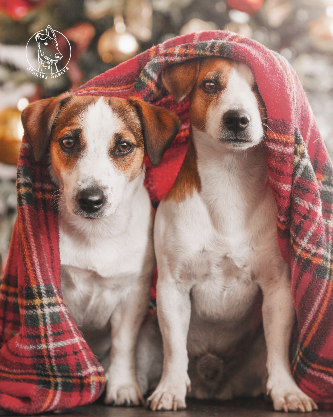 Christmas at Stanley Snacks: Festive Treats & Gifts for Your Dog This Holiday Season