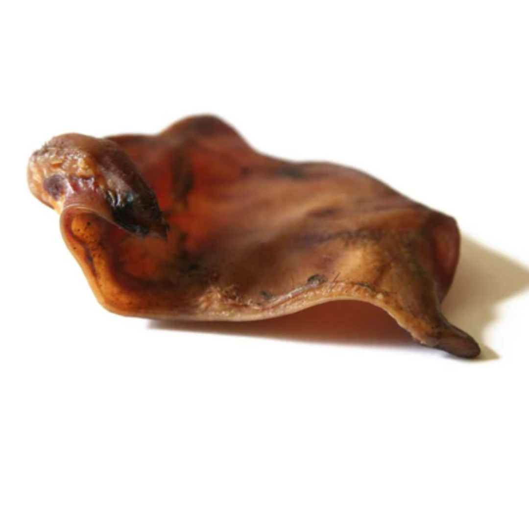 A colour image of a large dried pigs ear natural dog treat