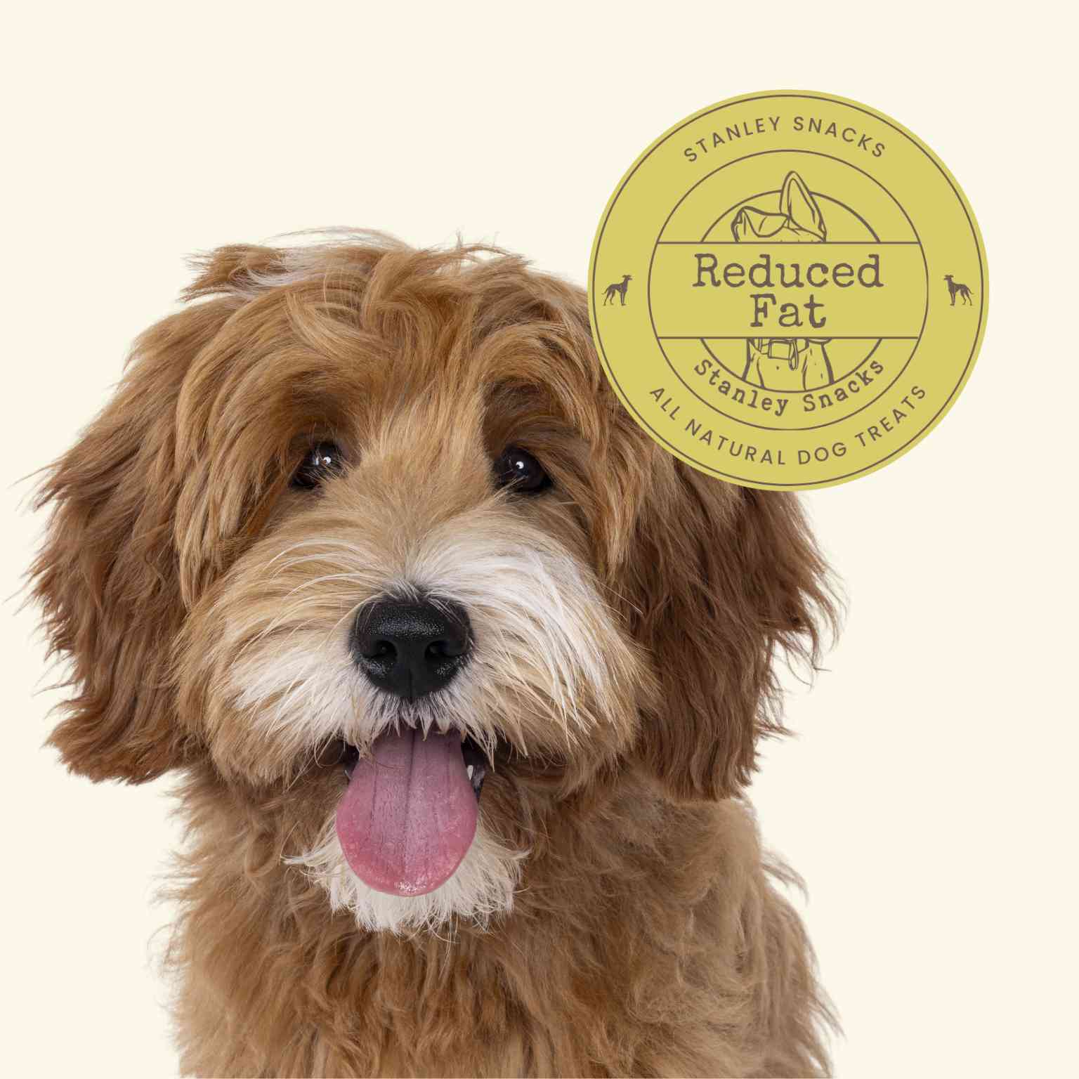 A colour image of a brown shaggy dog with a badge with the text reduced fat natural dog treats