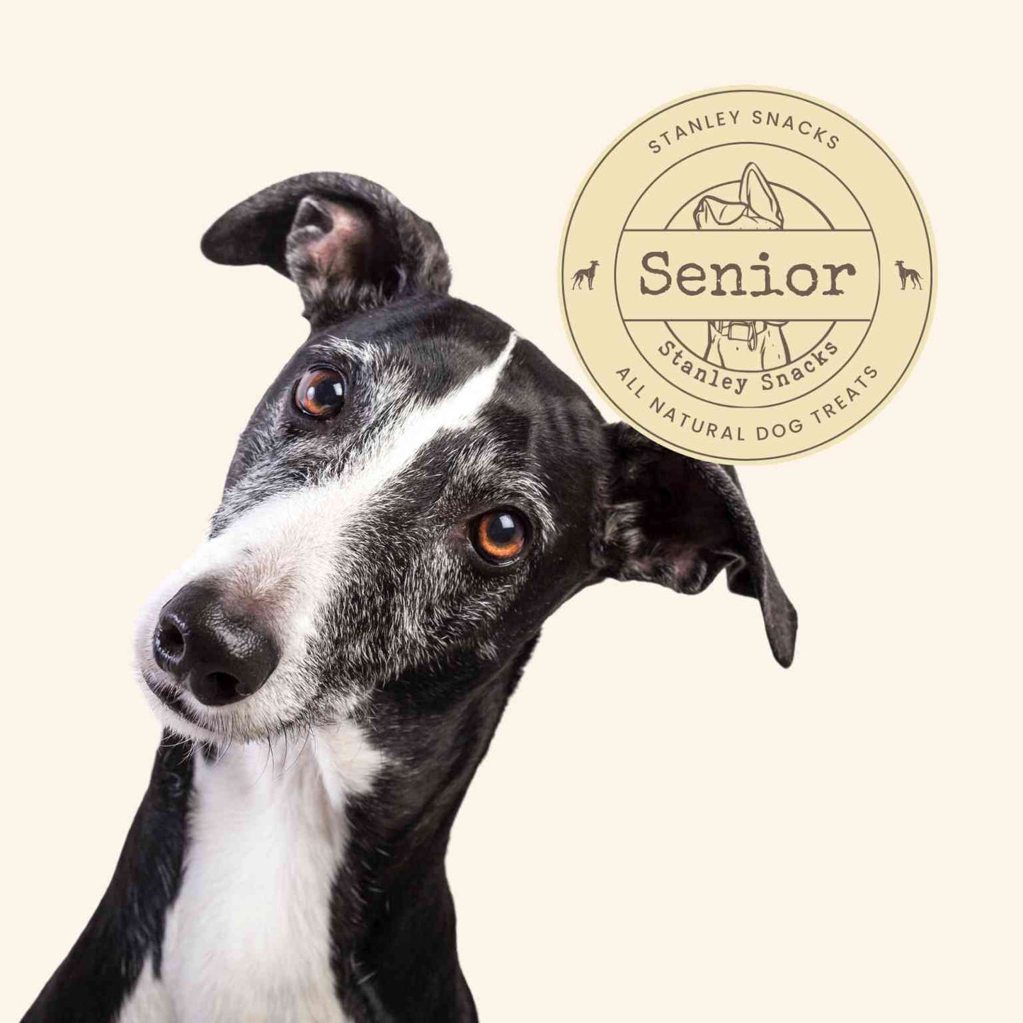 A colour image of a black and white sighthound dog with a badge with the text senior natural dog treats