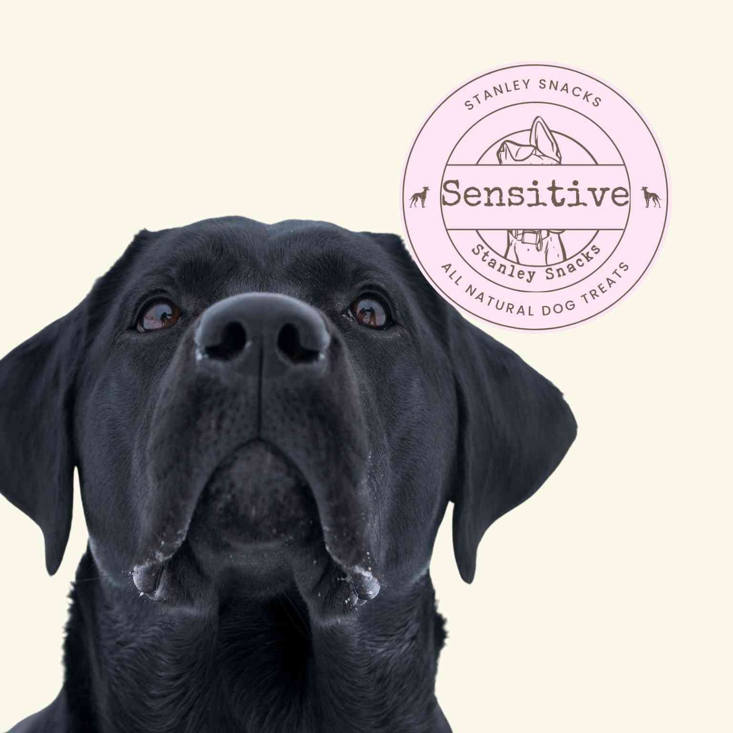 A colour image of a large black dog with a badge with the text sensitive natural dog treats