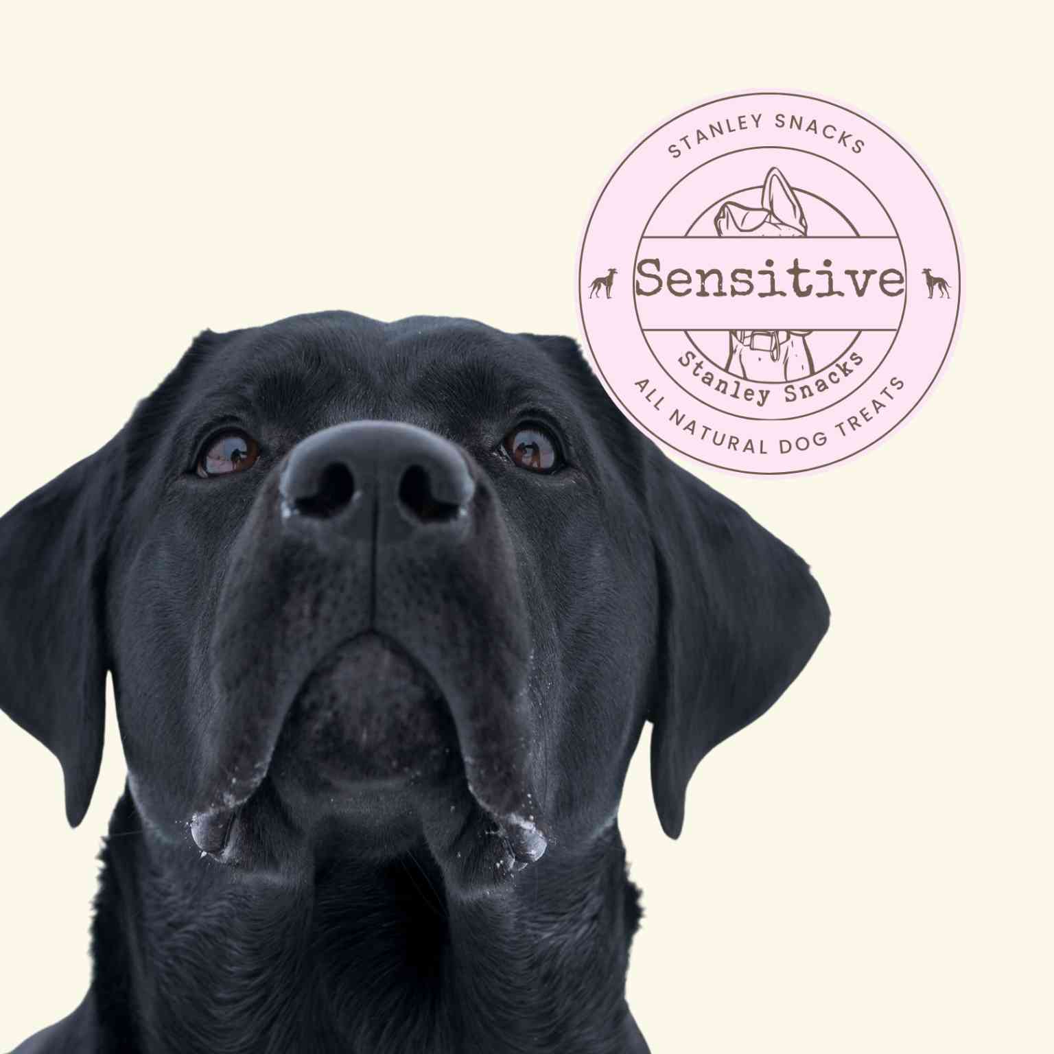 A colour image of a large black dog with a badge with the text sensitive natural dog treats