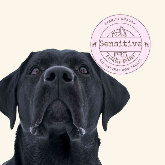 A colour image of a large black dog with a badge with the text sensitive natural dog treats