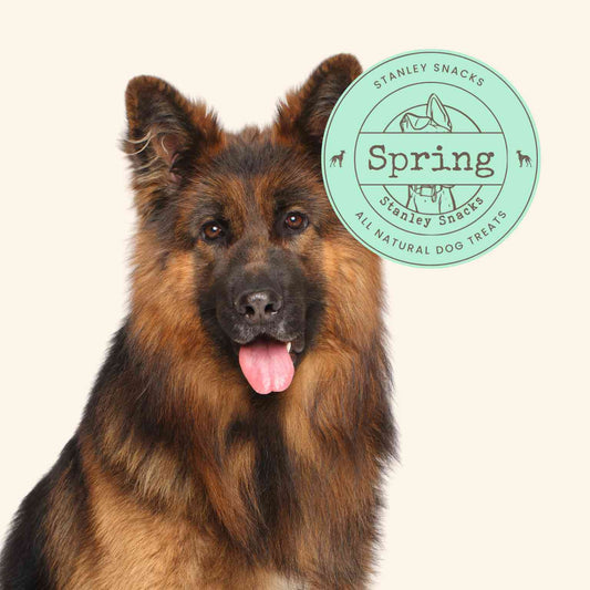 A colour image of a German Shepherd dog with a badge with the text spring natural dog treats
