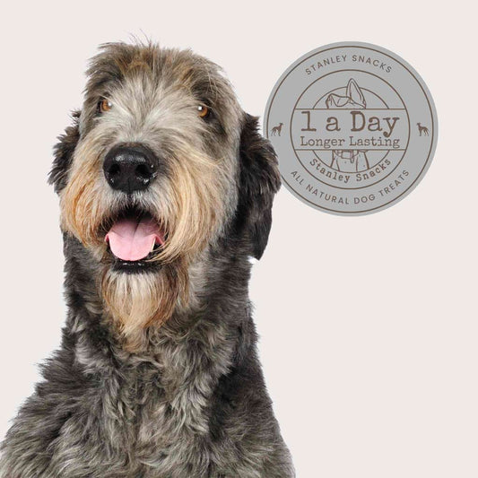 A colour image of a large hairy dog with a logo stating 1 a day longer lasting