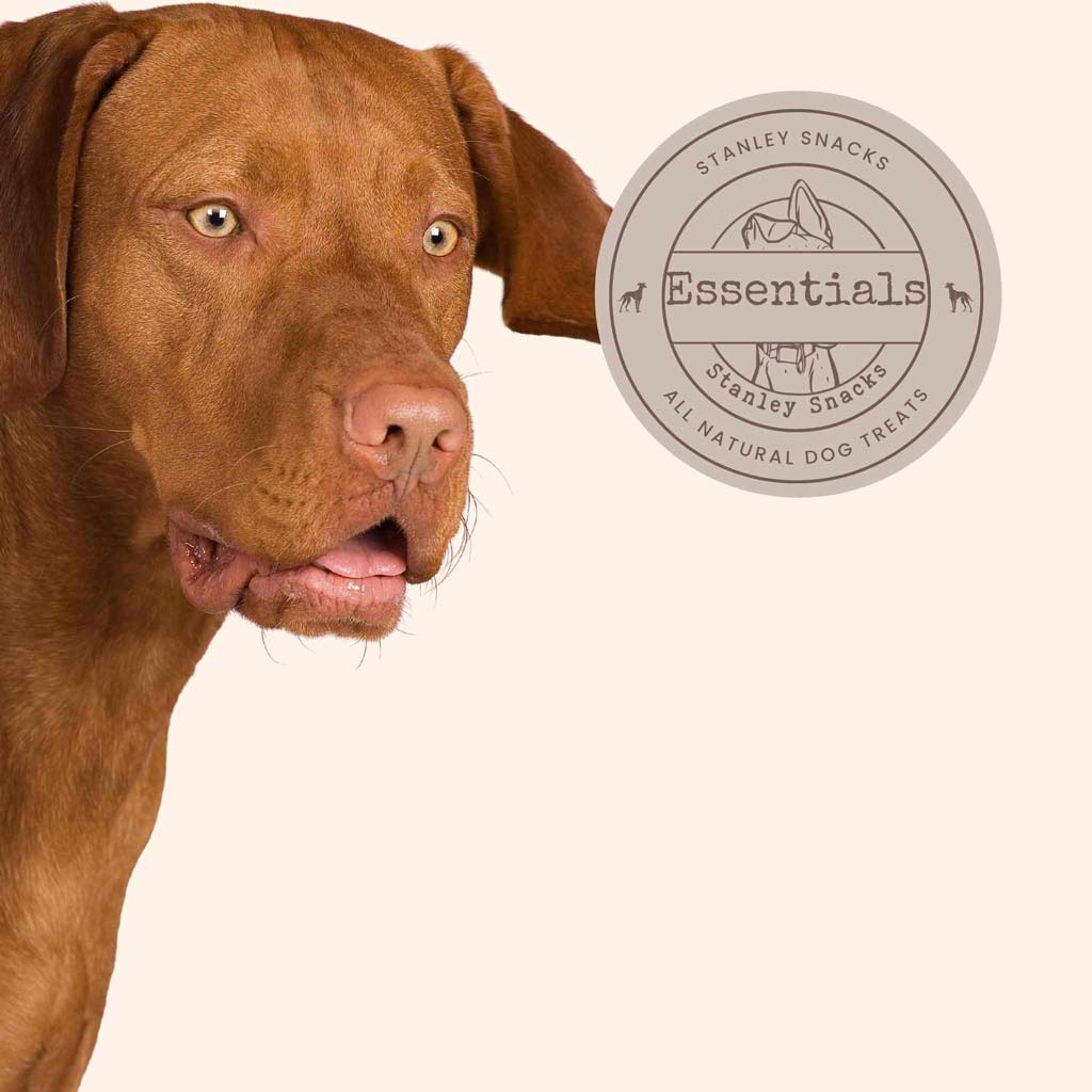 A colour image of a large rust coloured dog with a badge with the text Stanley Snacks Essentials