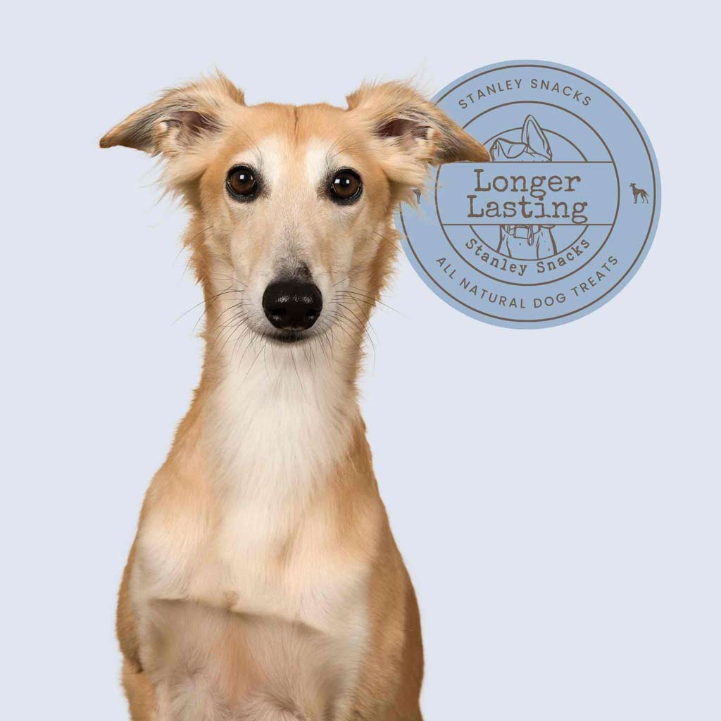A colour image of a large sandy coloured dog with a badge with the text Stanley Snacks Longer Lasting