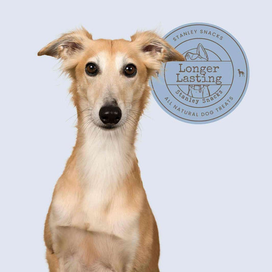 A colour image of a large sandy coloured dog with a badge with the text Stanley Snacks Longer Lasting