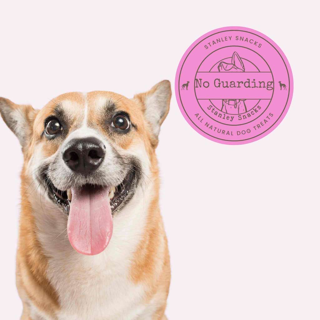 A colour image of a small sandy coloured dog with a badge with the text Stanley Snacks No Guarding