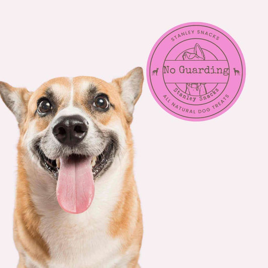 A colour image of a small sandy coloured dog with a badge with the text Stanley Snacks No Guarding