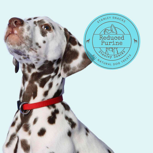 A colour image of a large Dalmation dog with brown spots with a badge with the text Stanley Snacks Reduced Purine