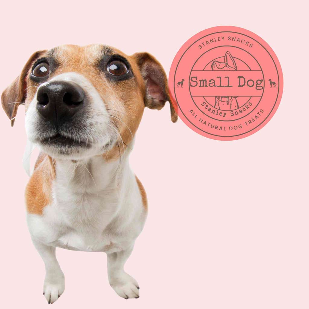 A colour image of a small Jack Russell dog with a badge with the text Stanley Snacks Small Dog