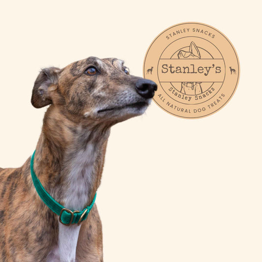 An image of a greyhound dog head and shoulders. He is brindle, wearing and green velvet collar and facing right. There is a logo which states - Stanley's, all natural dog treats.