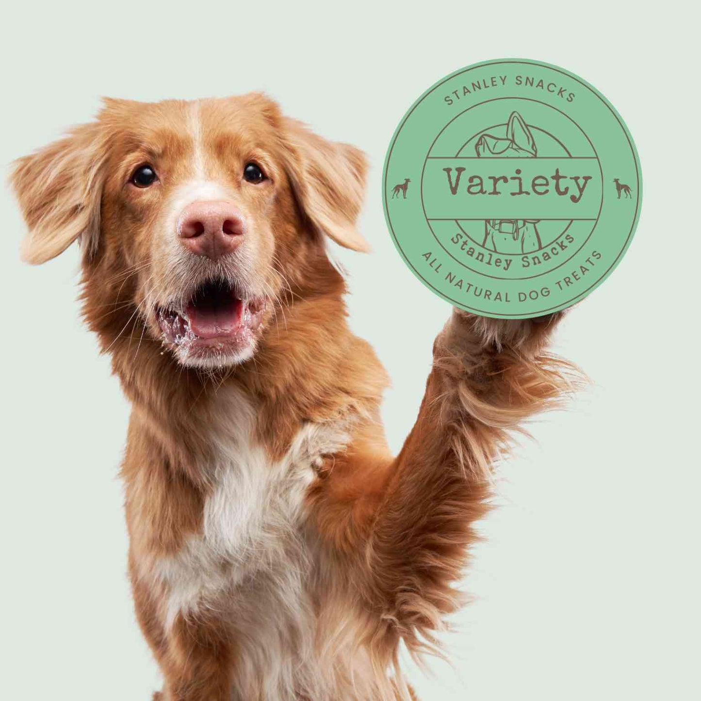 A colour image of a brown and white fluffy dog with a badge with the text Stanley Snacks  natural dog treats