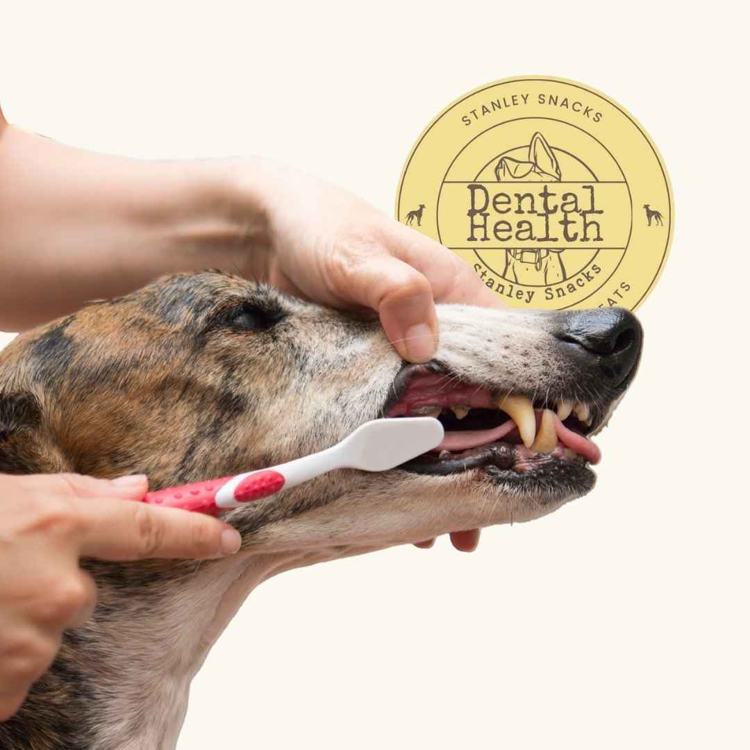 A colour image of a brindle greyhound having their teeth brushed with a yellow badge with the text Stanley Snacks Dental Health