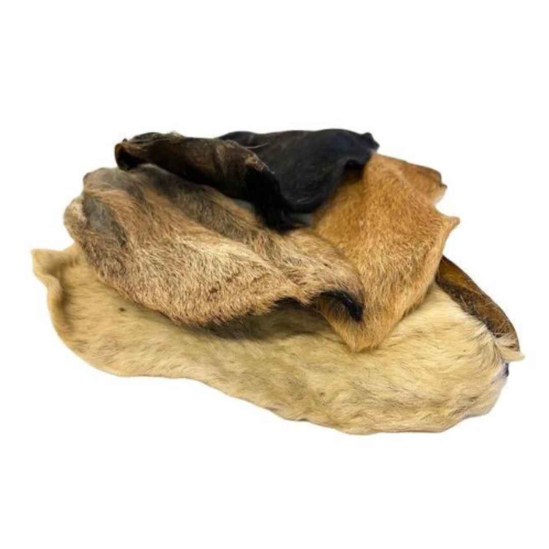 A colour image of 3 hairy goats ears.