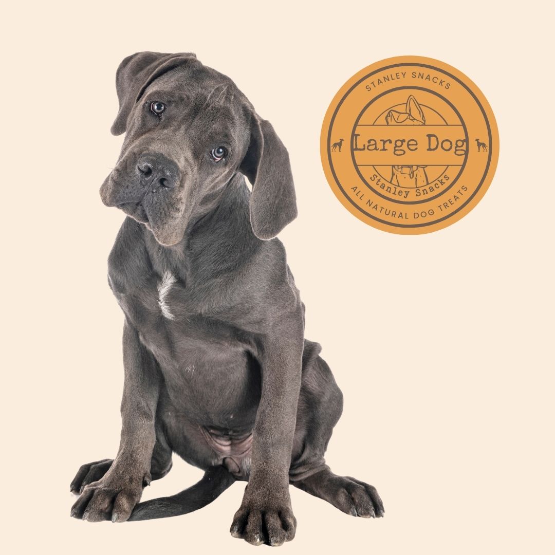 A colour image of a large grey dog with a logo stating large dog