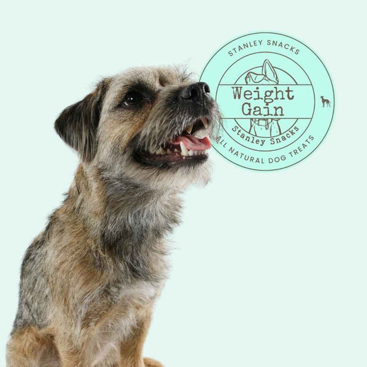 A colour image of a small wire haired terrier dog with a logo stating weight gain