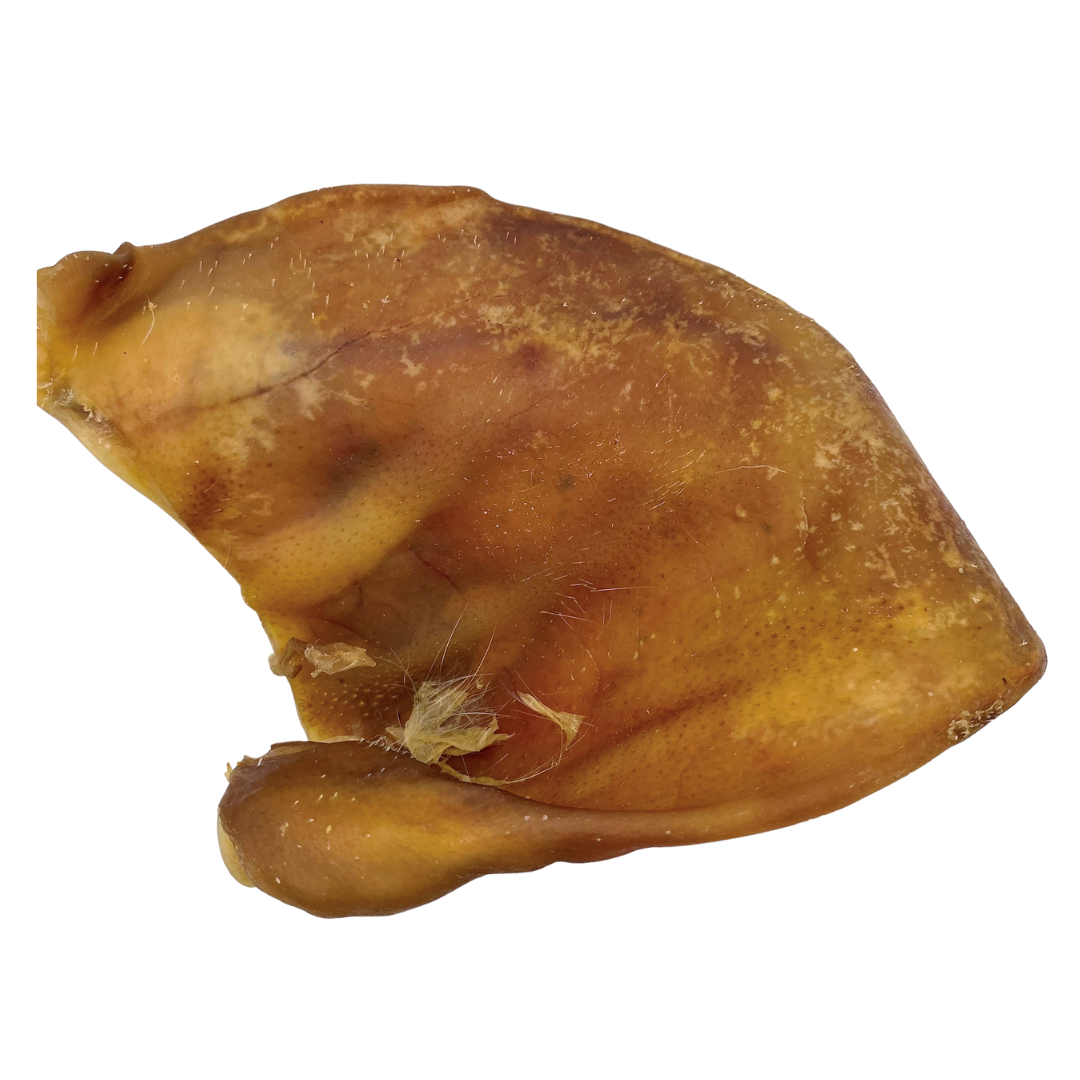 A colour image of a large pigs ear natural dog treat