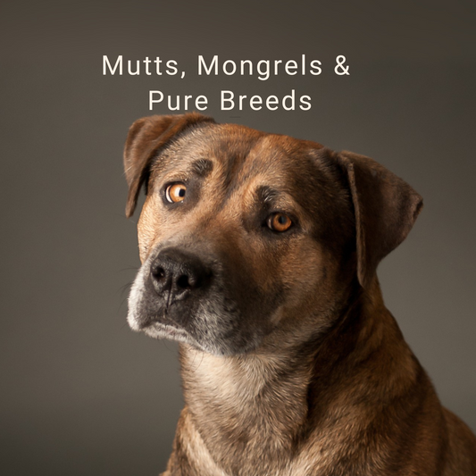 Mutts, Mongrels and Pure Breeds