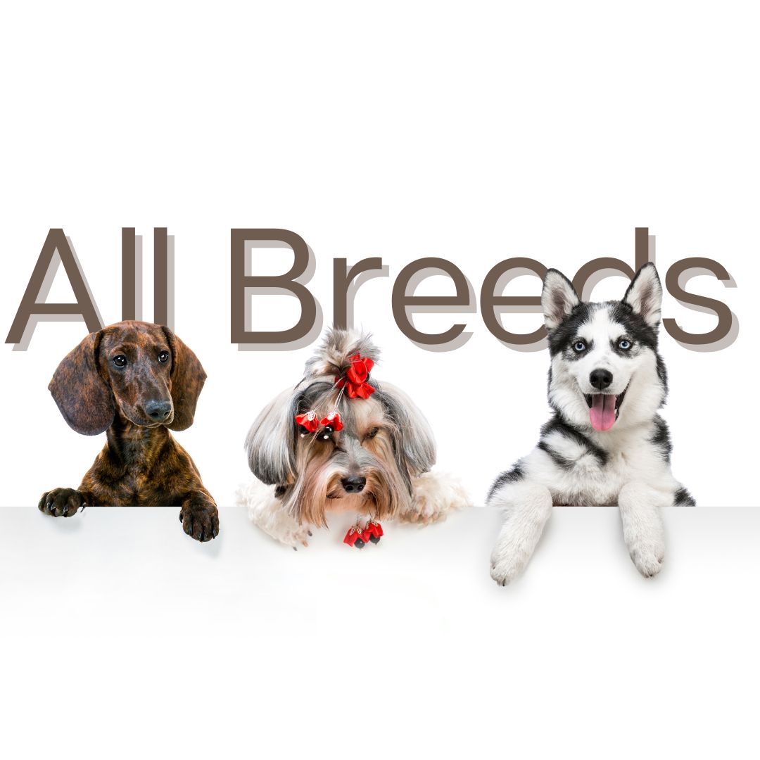 Why Natural Dog Treats are Perfect for All Breeds