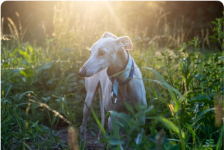 Q&A: Common Questions About Natural Dog Treats Answered