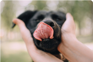 Natural Dog Treats for Dogs with Allergies, Intolerances & Sensitive Stomachs