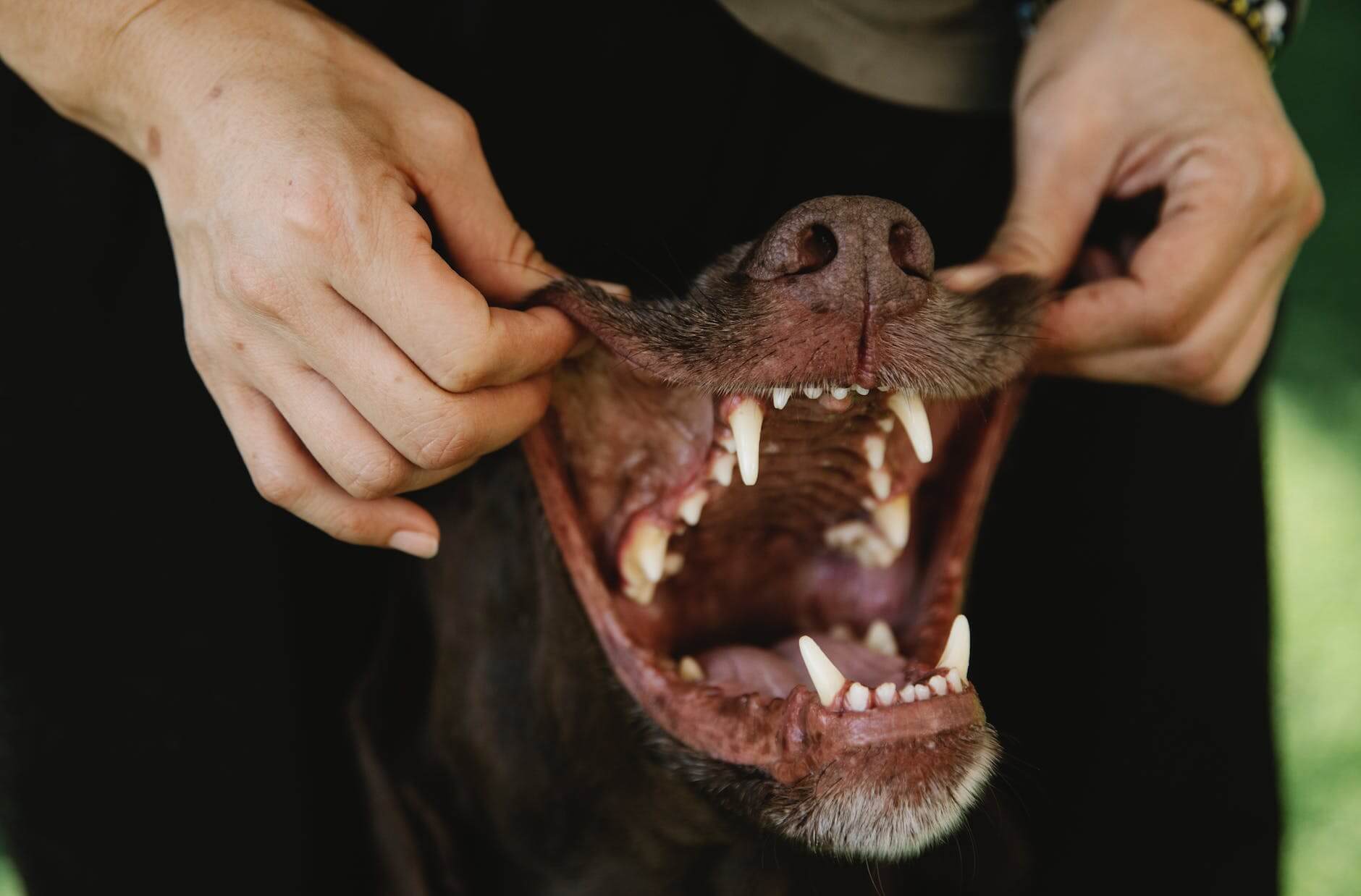 Chew On This: Unveiling the Dental Benefits of Natural Dog Treats