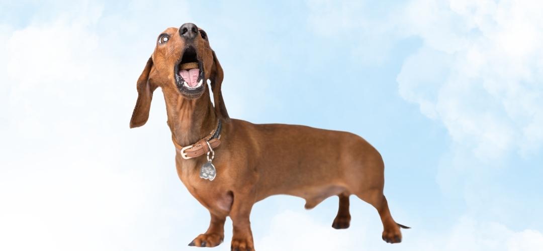 Natural Dog Treats for Smaller Dogs: Big Benefits & Tiny Bites