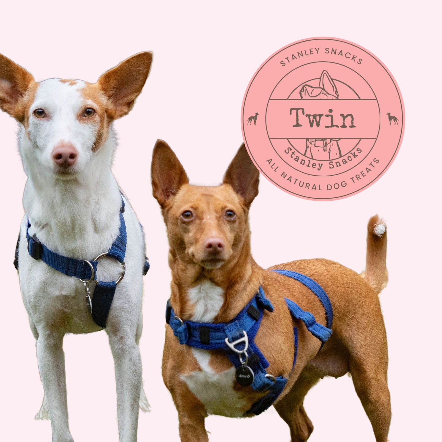 A colour image of 2 podenco dogs, one white and one tan with 3 legs. There is a logo stating twin