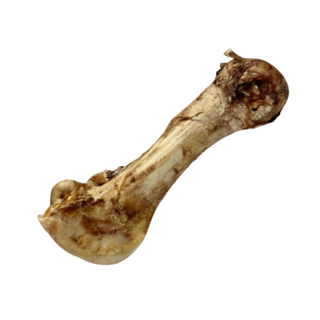 jumbo ostrich bone (1)