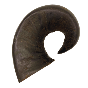 Beef Horn